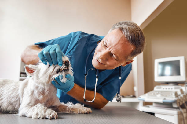 Best 24-Hour Emergency Dentist in Seneca, IL
